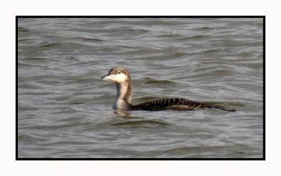 2023-01-23 3590 Pacific Loon