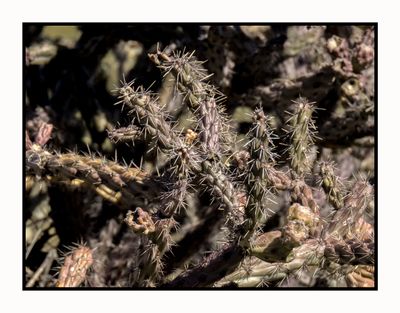 2023-02-06 4104 Cholla Cactus at Catalina State Park