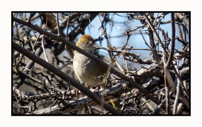 2023-02-06 4100 Green-tailed Towhee