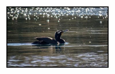 2023-02-08 4355 Double-crested Cormorant Breeding Adult with White Tufts