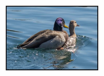 2023-02-08 4356 Mallard Mating Pair