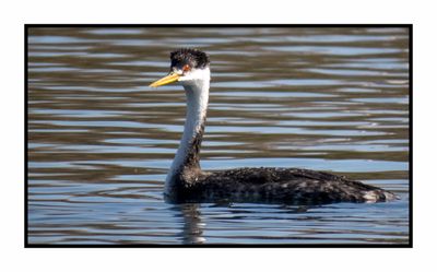 2023-02-08 4377 Western Grebe