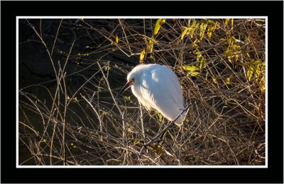 2023-02-08 4126 Snowy Egret at Dawn
