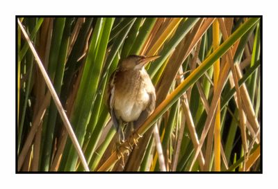 2023-02-08 4214 Least Bittern