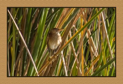 2023-02-08 4244 Least Bittern