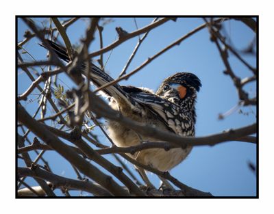 2023-02-08 4323 Greater Roadrunner