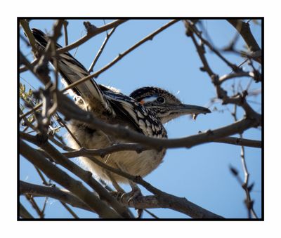 2023-02-08 4329 Greater Roadrunner