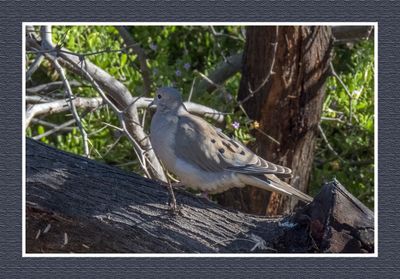 2023-02-08 4280 Mourning Dove
