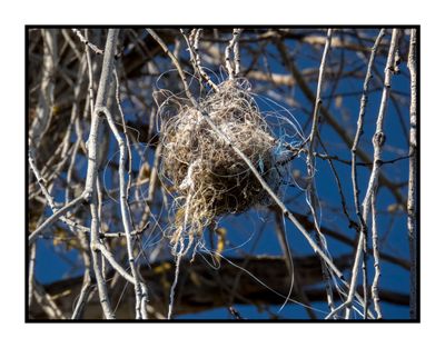 2023-02-16 4621 One Messy Bird's Nest