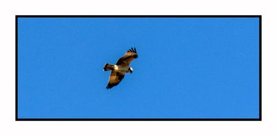 2023-02-16 4672 Ospreyl
