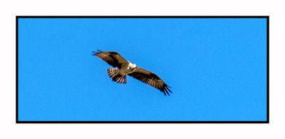 2023-02-16 4673 Osprey