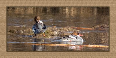 2023-02-16 4599 Common Mergansers