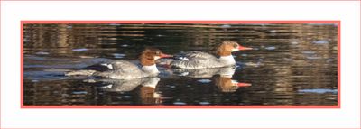 2023-02-16 4551 Common Mergansers