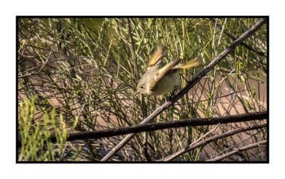 2023-02-16 4613 Ruby-crowned Kinglet