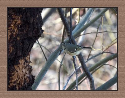 2023-02-16 4653 Ruby-crowned Kinglet