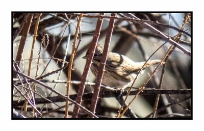 2023-02-16 4629 Lincoln's Sparrow