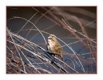 2023-02-16 4663 Song Sparrow