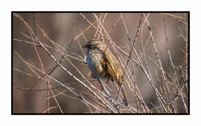 2023-02-16 4680 Song Sparrow