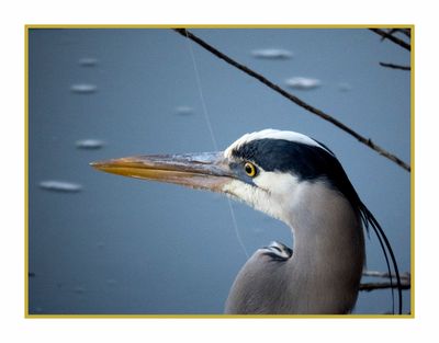 2023-02-16 4560 Great Blue Heron