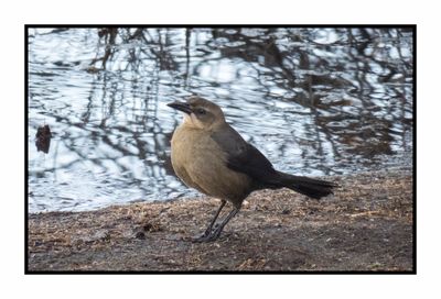 2023-02-16 4614 Great-tailed Grackle