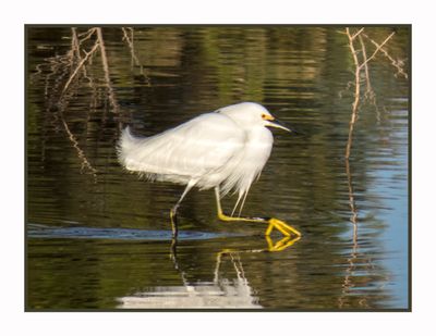 2023-02-27 4711 Snowy Egret