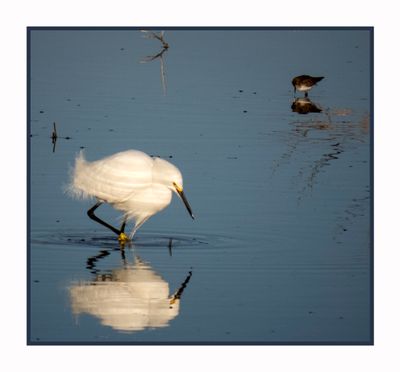 2023-02-27 4712 Snowy Egret