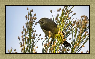 2023-02-27 4717 Orange-crowned Warbler