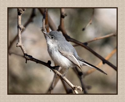 2023-02-27 4744 Blue-gray Gnatcatcher