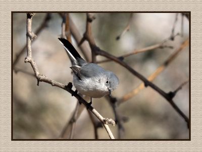 2023-02-27 4745 Blue-gray Gnatcatcher