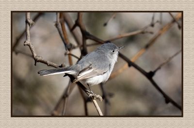 2023-02-27 4747 Blue-gray Gnatcatcher