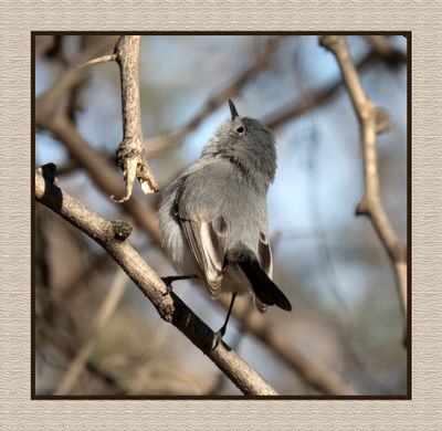 2023-02-27 4749 Blue-gray Gnatcatcher