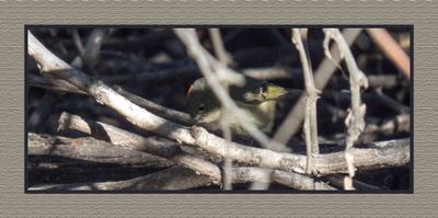 2023-02-27 4756 Ruby-crowned Kinglet