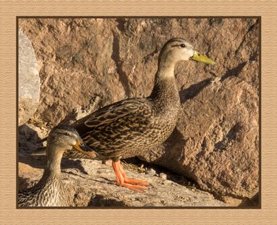2023-02-28 4767 Mexican Duck