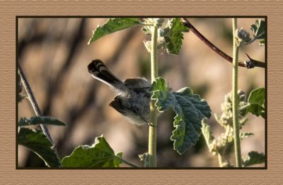 2023-02-28 4771 Black-tailed Gnatcatcher