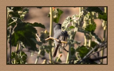 2023-02-28 4773 Black-tailed Gnatcatcher