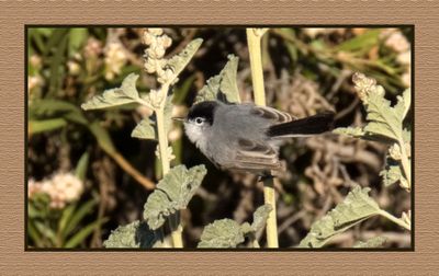 2023-02-28 4779 Black-tailed Gnatcatcher