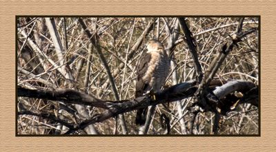 2023-02-28 4811 Cooper's Hawk