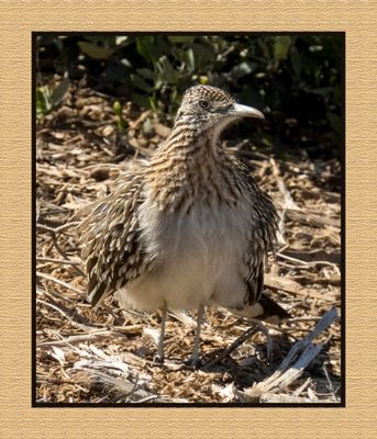 2023-02-28 4841 Greater Roadrunner