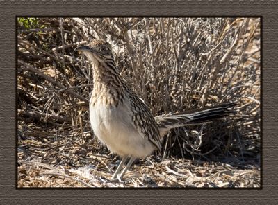 2023-02-28 4845 Greater Roadrunner