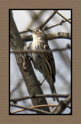 2003-03-0708 4995 Yellow-rumped Warbler