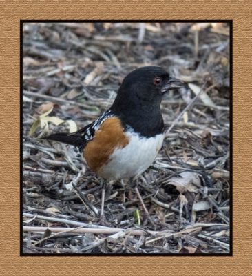 2003-03-0708 5002 Spotted Towhee