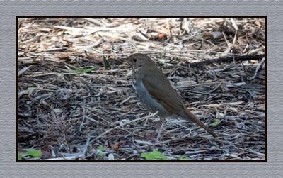 2003-03-0708 5038 Hermit Thrush