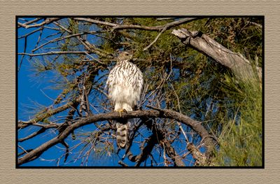 2023-03-09 5076 Juvenile Cooper's Hawk