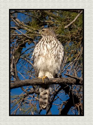 2023-03-09 5077 Juvenile Cooper's Hawk