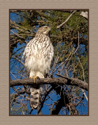 2023-03-09 5079 Juvenile Cooper's Hawk