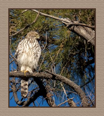 2023-03-09 5083 Juvenile Cooper's Hawk