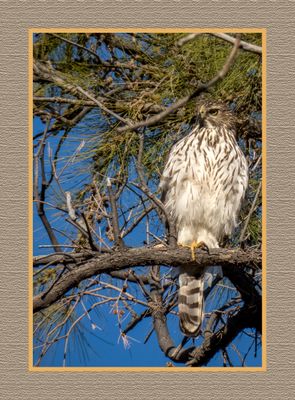 2023-03-09 5084 Juvenile Cooper's Hawk
