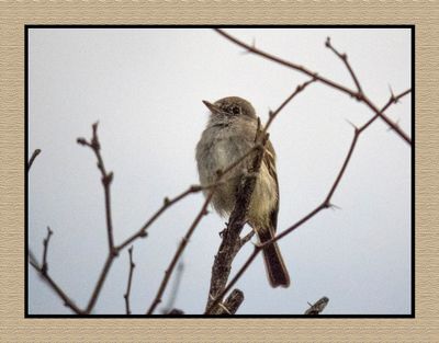 2023-03-13 5137 Gray Flycatcher