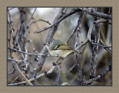 2023-03-13 5176 Ruby-crowned Kinglet