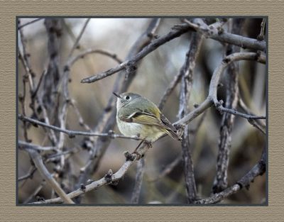 2023-03-13 5179 Ruby-crowned Kinglet